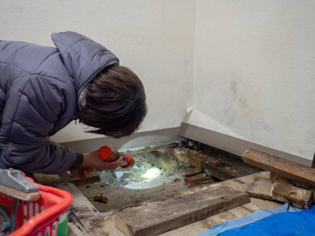 Mold Odor Removal Services in South Connellsville, PA