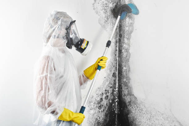 Best Mold Remediation for Healthcare Facilities  in South Connellsville, PA