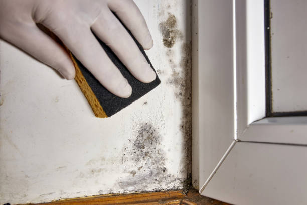 Professional Mold Removal in South Connellsville, PA